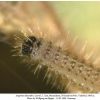 argynnis alexandra iran larva l1 c